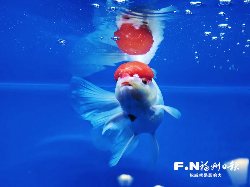 2022年福州金魚攝影大賽優秀作品選登