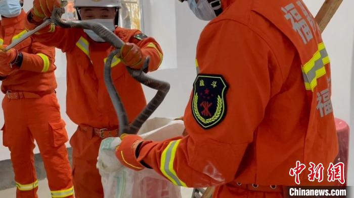 福州永泰2米長眼鏡王蛇現村民家中 消防捕獲放生