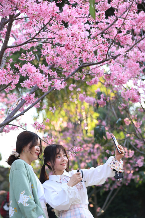 福州：踏青賞花享春光