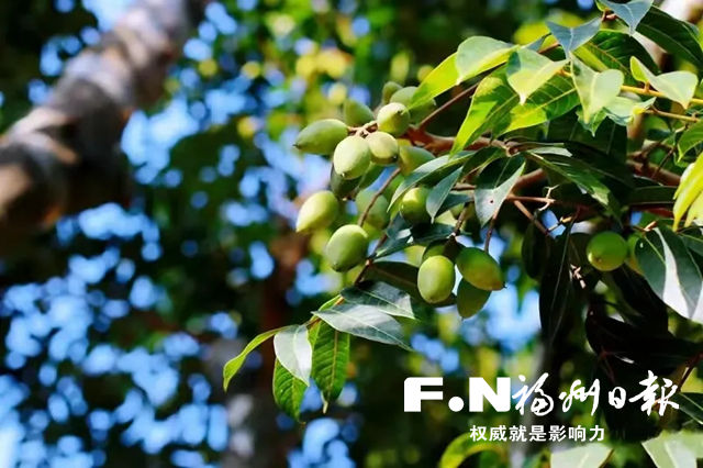 閩侯白沙鎮改良橄欖品種，開拓全國市場