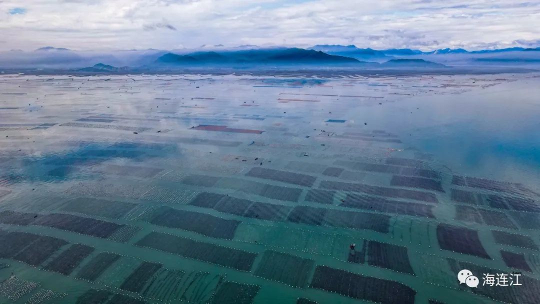 供不應(yīng)求！連江千畝龍須菜豐收上市