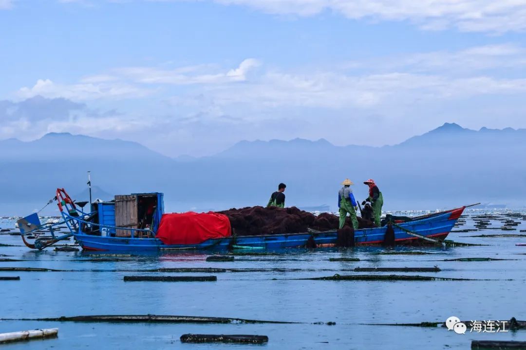 供不應(yīng)求！連江千畝龍須菜豐收上市