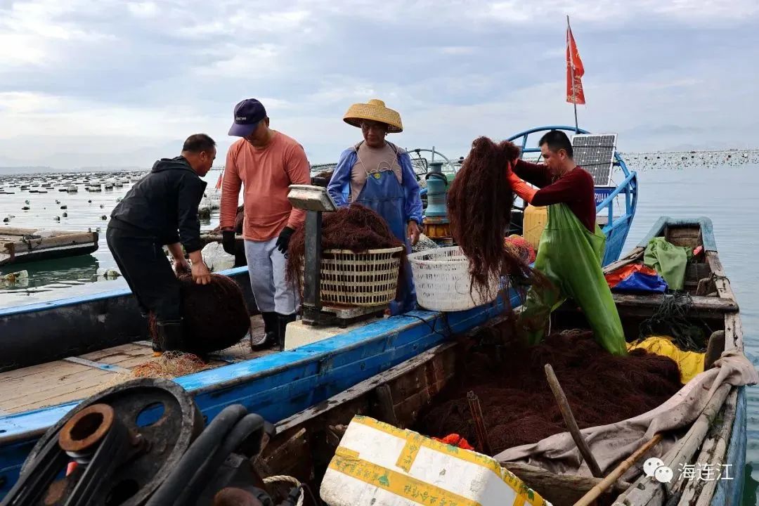 供不應(yīng)求！連江千畝龍須菜豐收上市