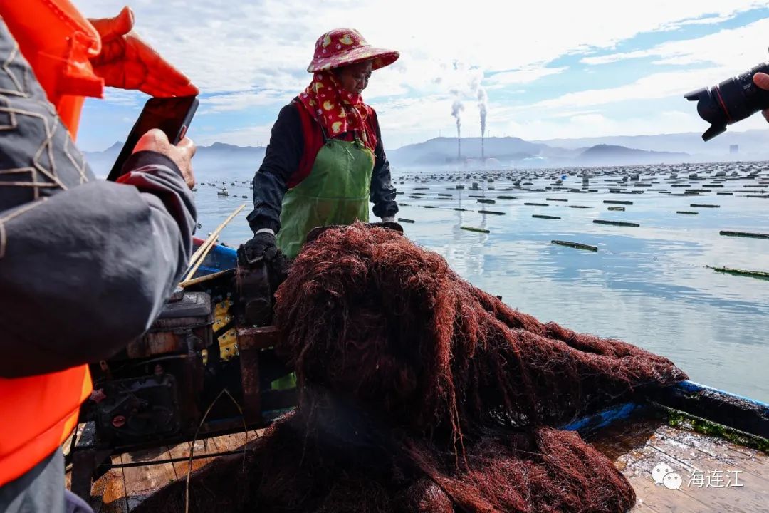 供不應(yīng)求！連江千畝龍須菜豐收上市