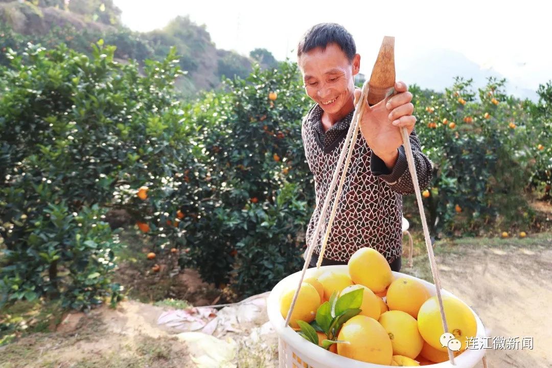 搶“鮮”上市！連江上百畝果園開摘！