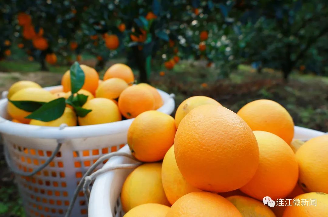 搶“鮮”上市！連江上百畝果園開摘！