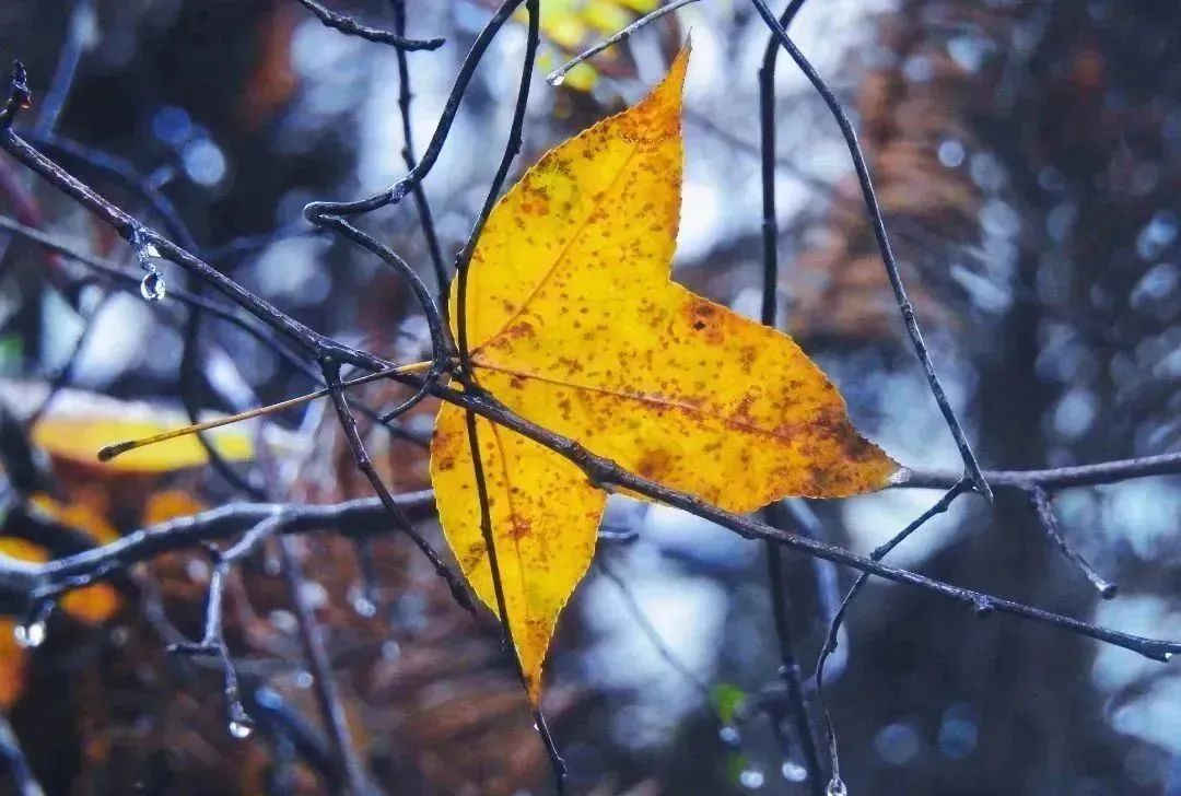 閩清東洋村：煙雨中的山水畫卷