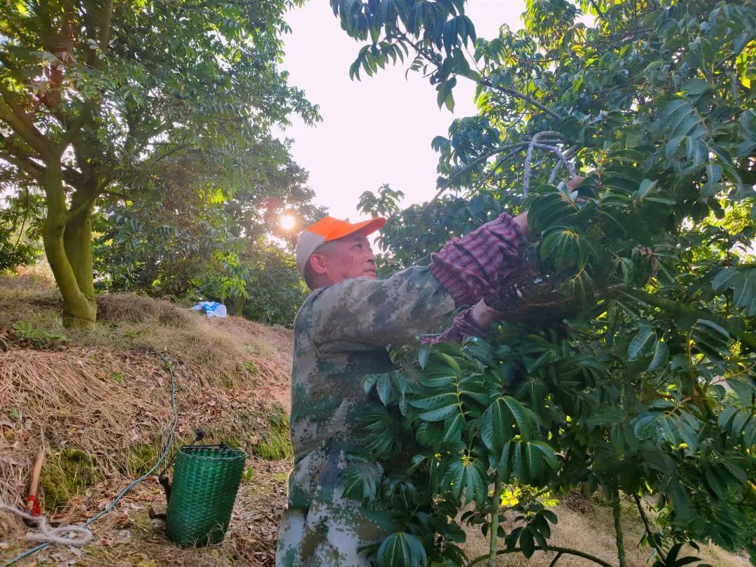 閩清：以“橄欖綠”擦亮鄉(xiāng)村振興底色