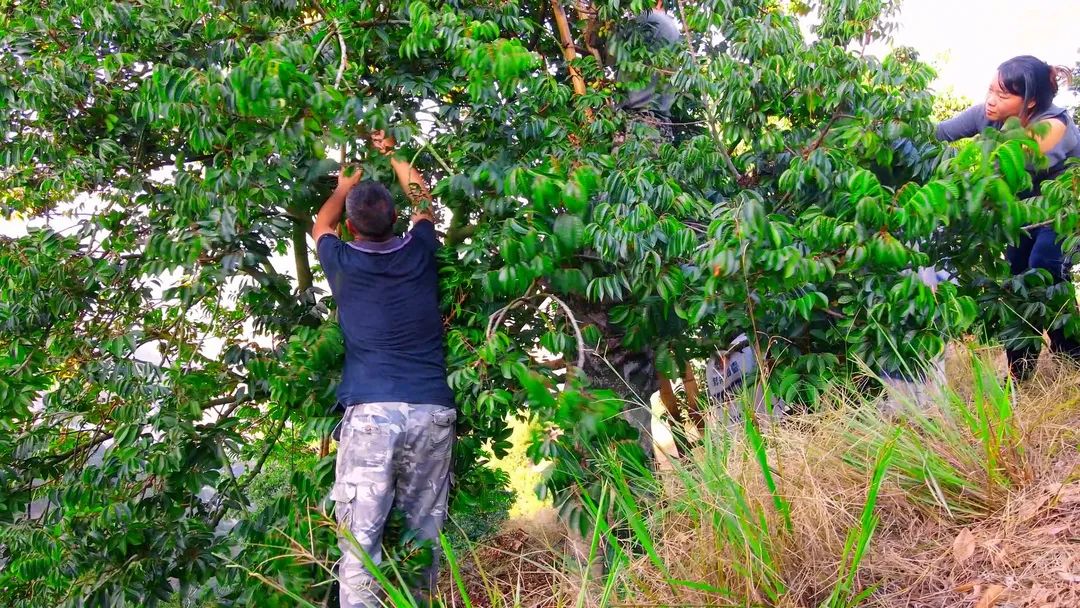 閩清：以“橄欖綠”擦亮鄉(xiāng)村振興底色