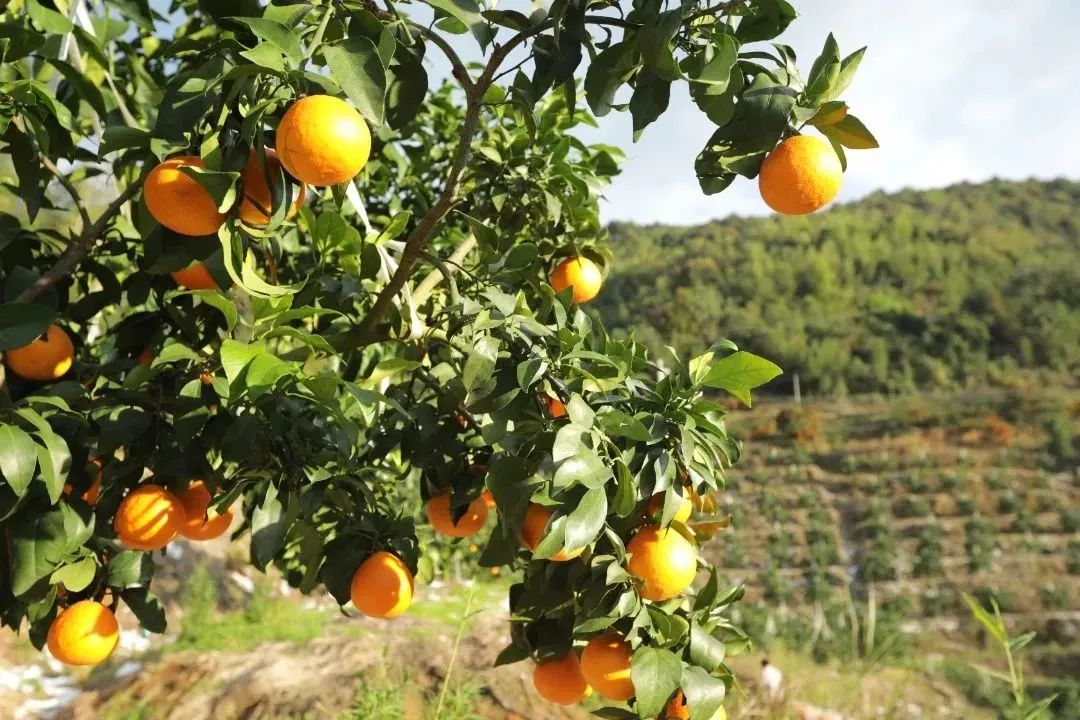 初冬上新！果凍口感，閩清橘中“愛馬仕”迎來采摘季