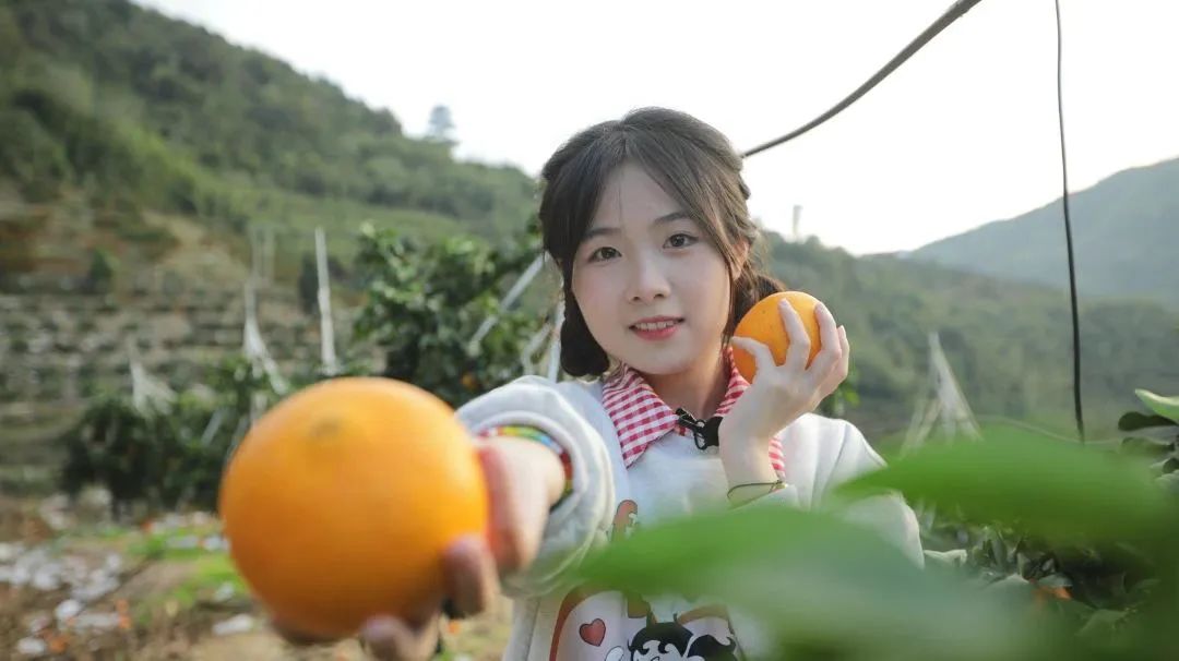 初冬上新！果凍口感，閩清橘中“愛馬仕”迎來采摘季
