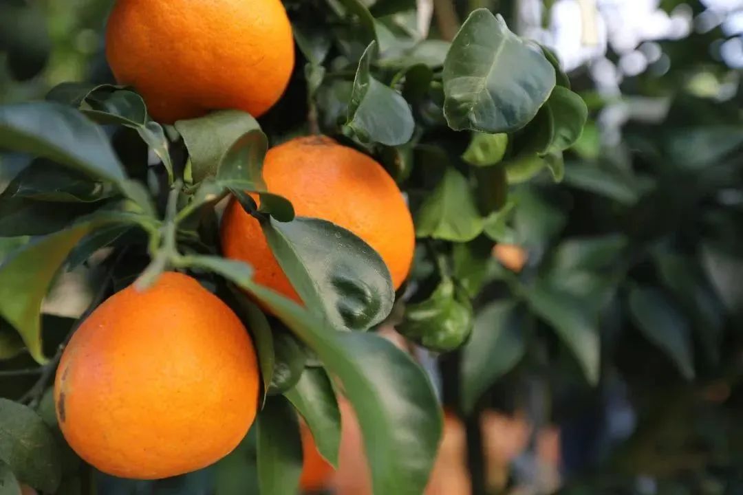 初冬上新！果凍口感，閩清橘中“愛馬仕”迎來采摘季