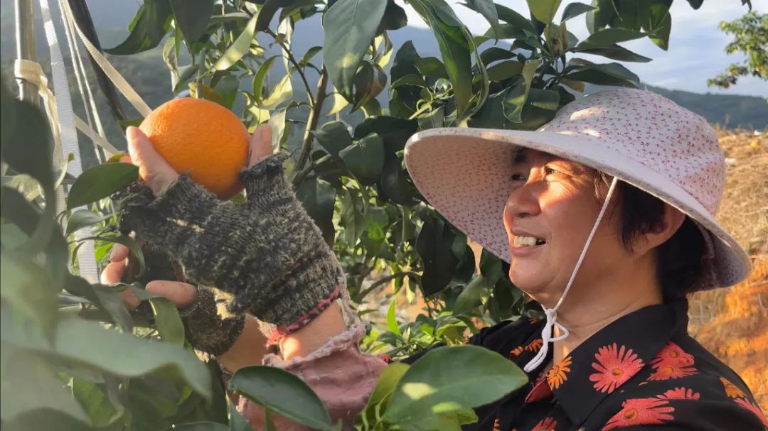 初冬上新！果凍口感，閩清橘中“愛馬仕”迎來采摘季