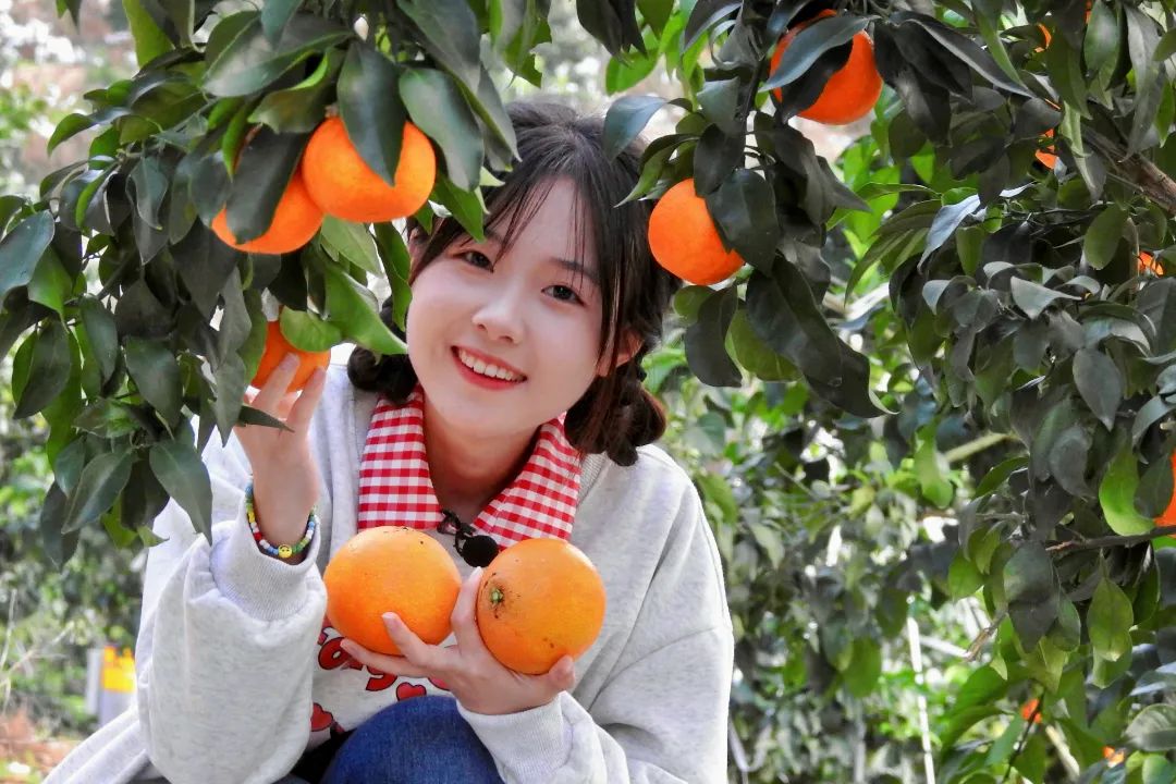 初冬上新！果凍口感，閩清橘中“愛馬仕”迎來采摘季