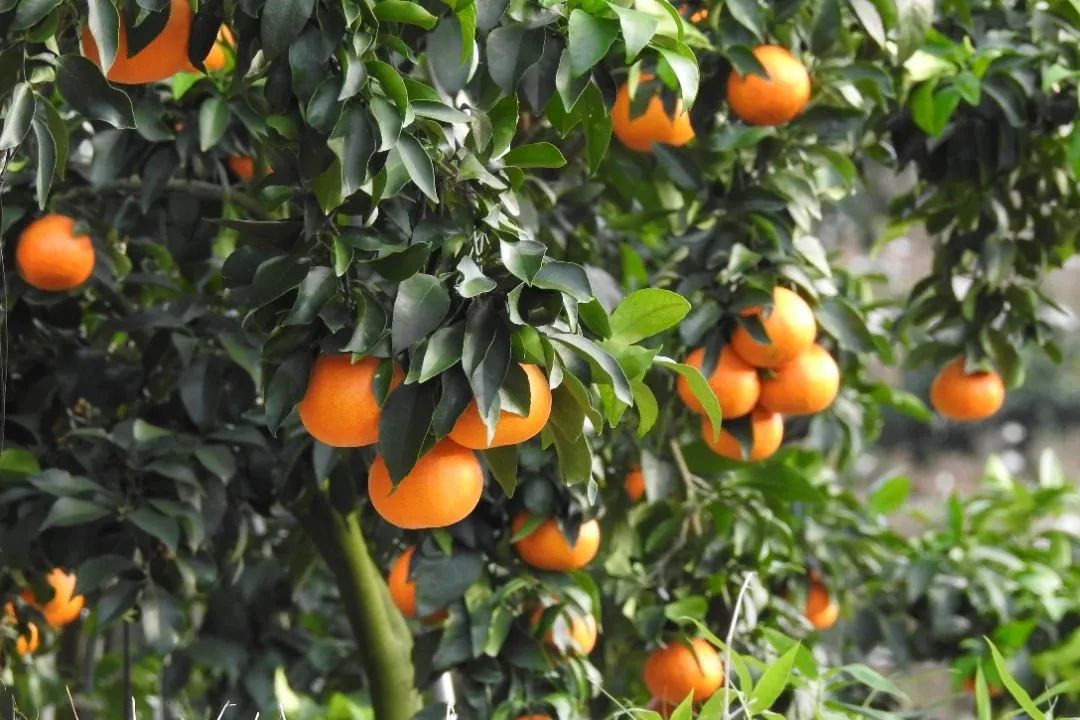 初冬上新！果凍口感，閩清橘中“愛馬仕”迎來采摘季