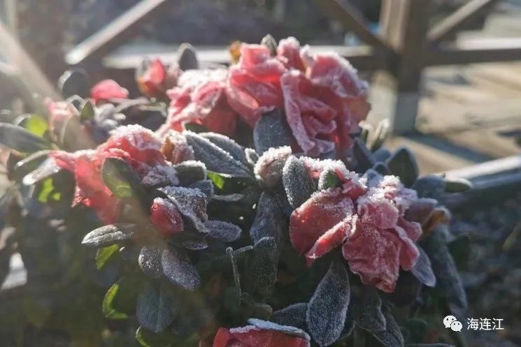 冷！連江霜凍景觀來襲！